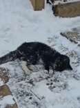 'Frozen' Cat Drags Herself Up Snowy Driveway Hoping Someone Will Notice Her