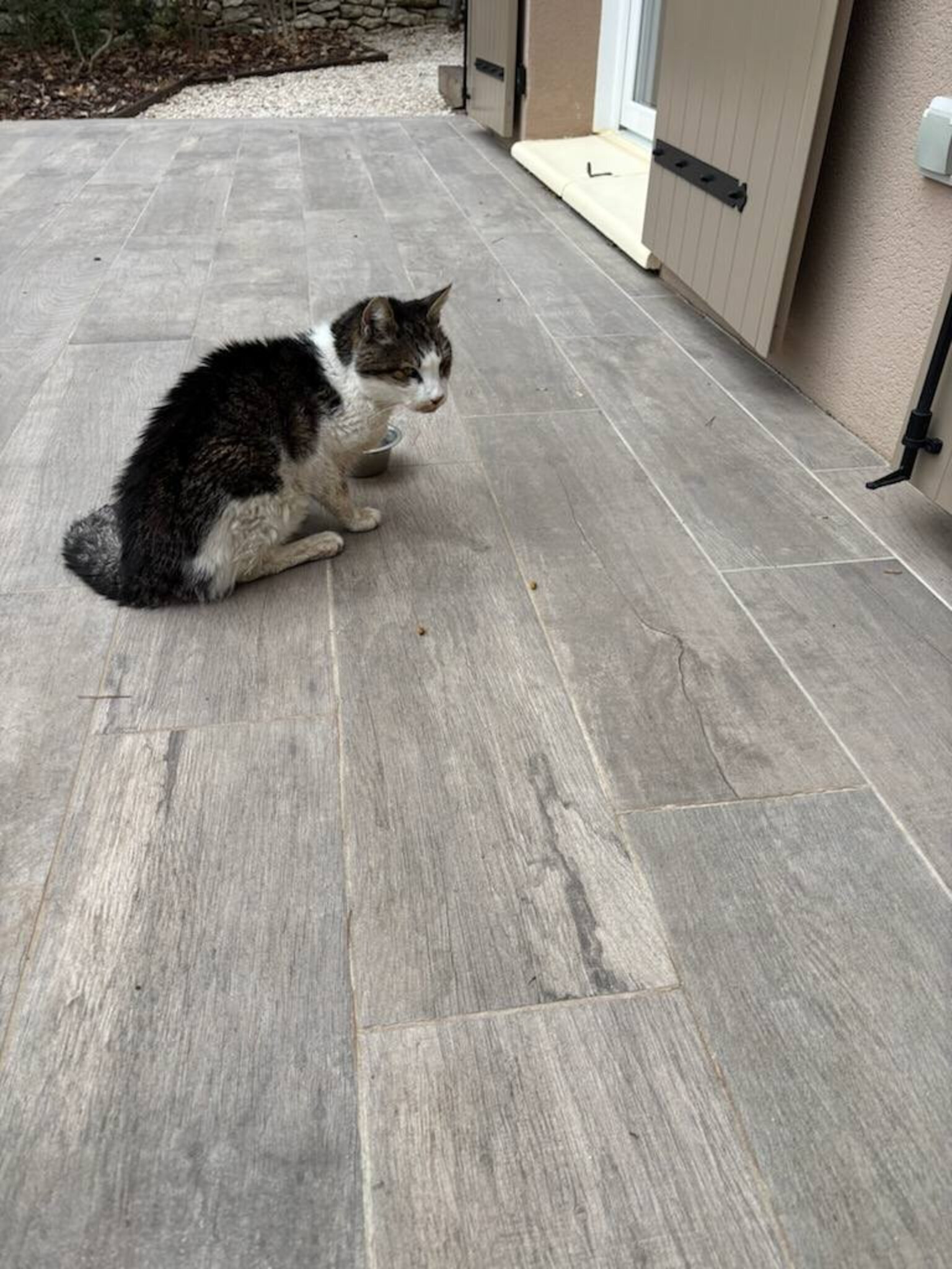 Lost Cat Found After 15 Years Reunites With His Dad For One Last