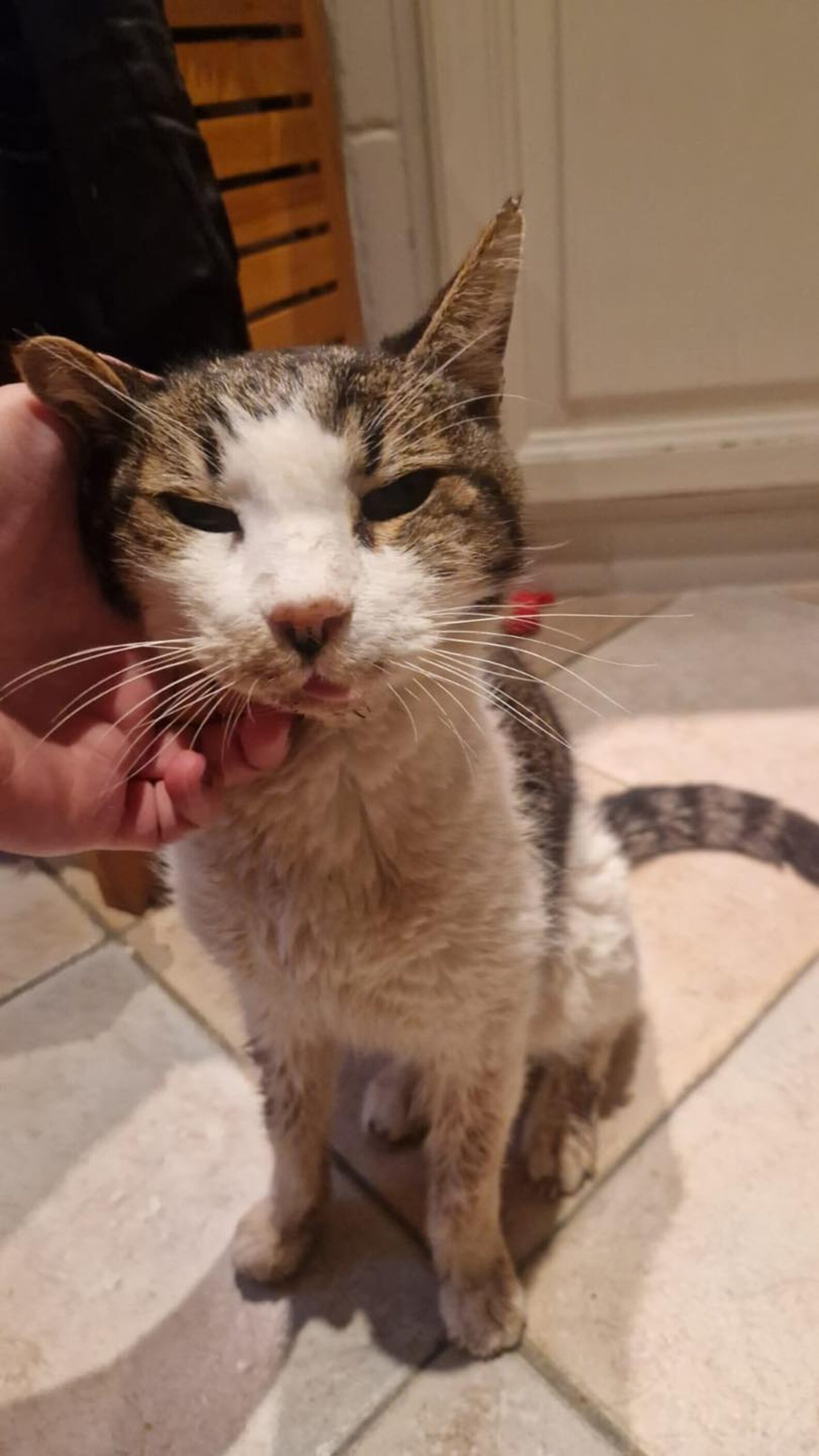 Lost Cat Found After 15 Years Reunites With His Dad For One Last ...