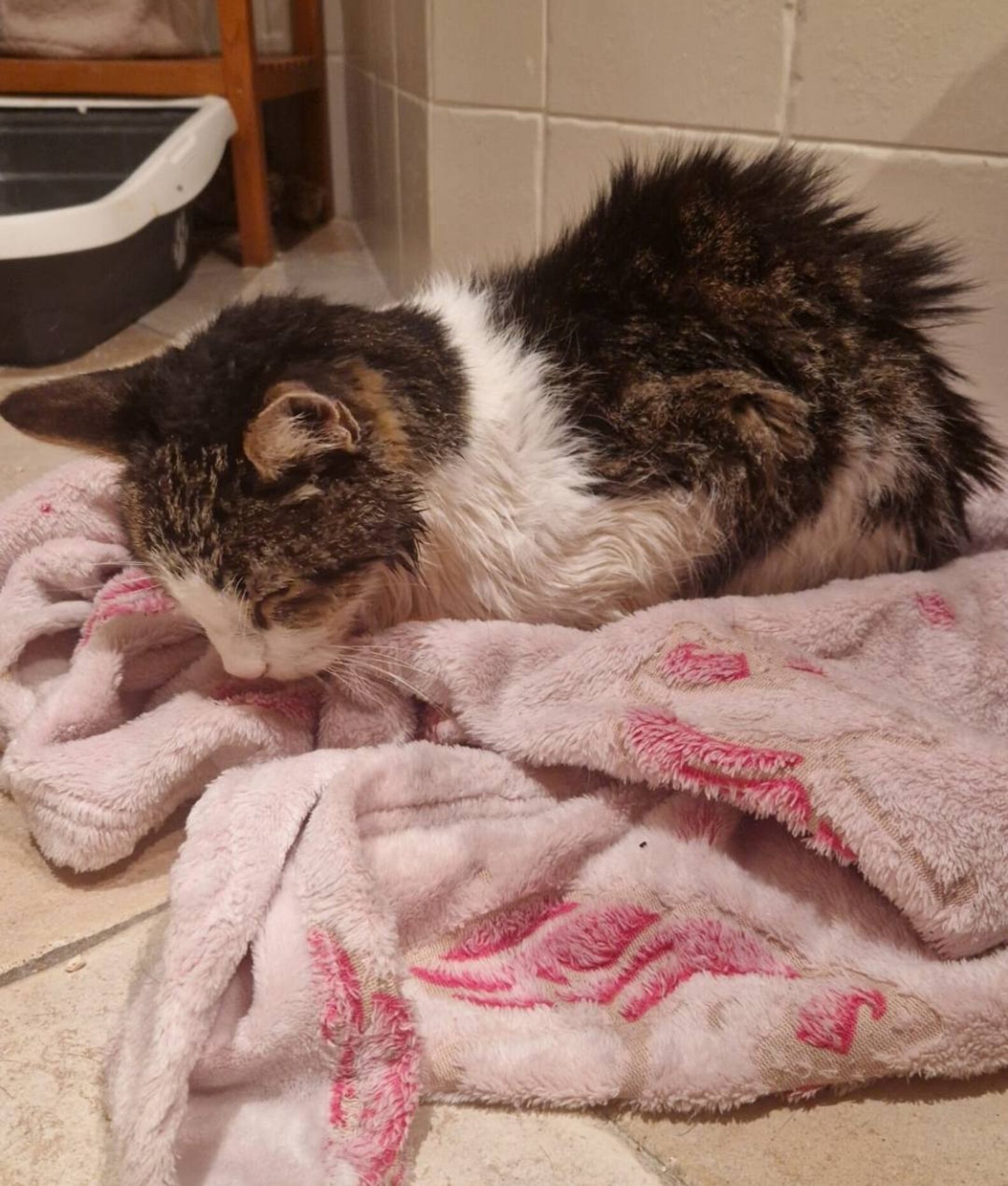 Lost Cat Found After 15 Years Reunites With His Dad For One Last