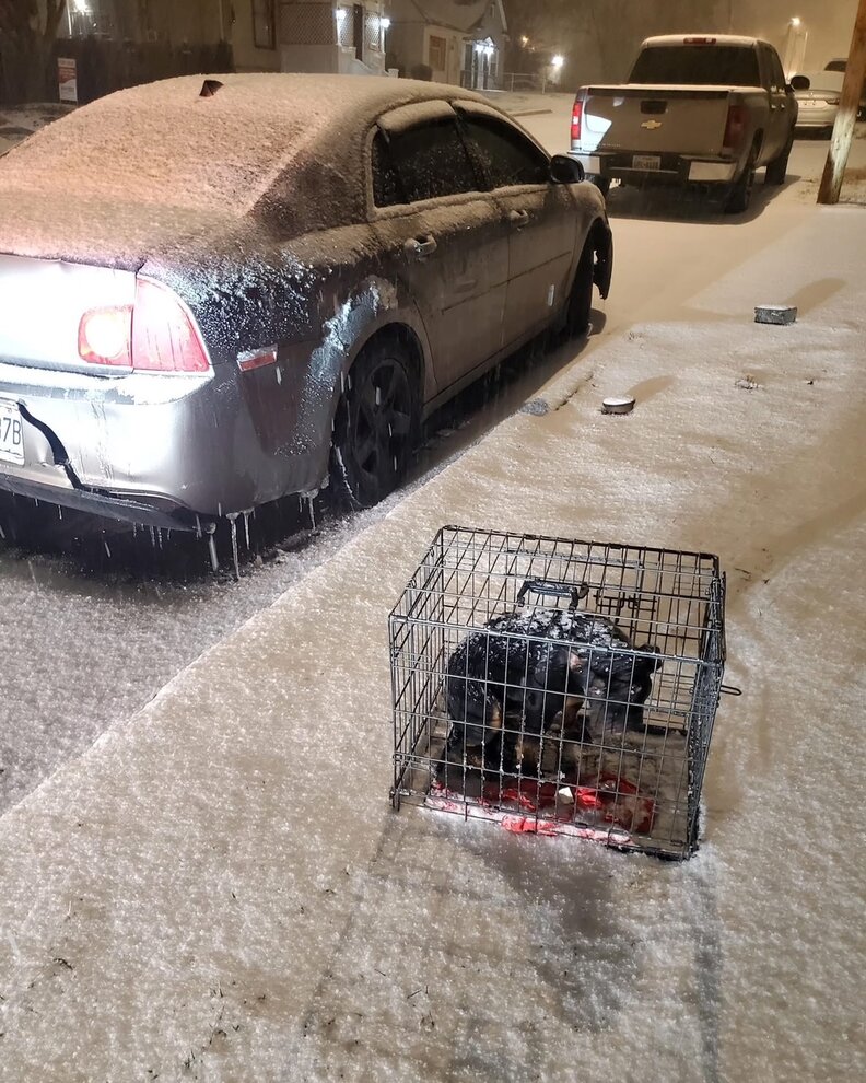 Dog trapped under snow