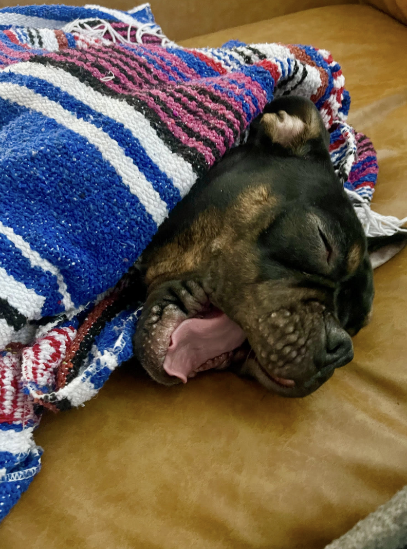 Dog under blanket