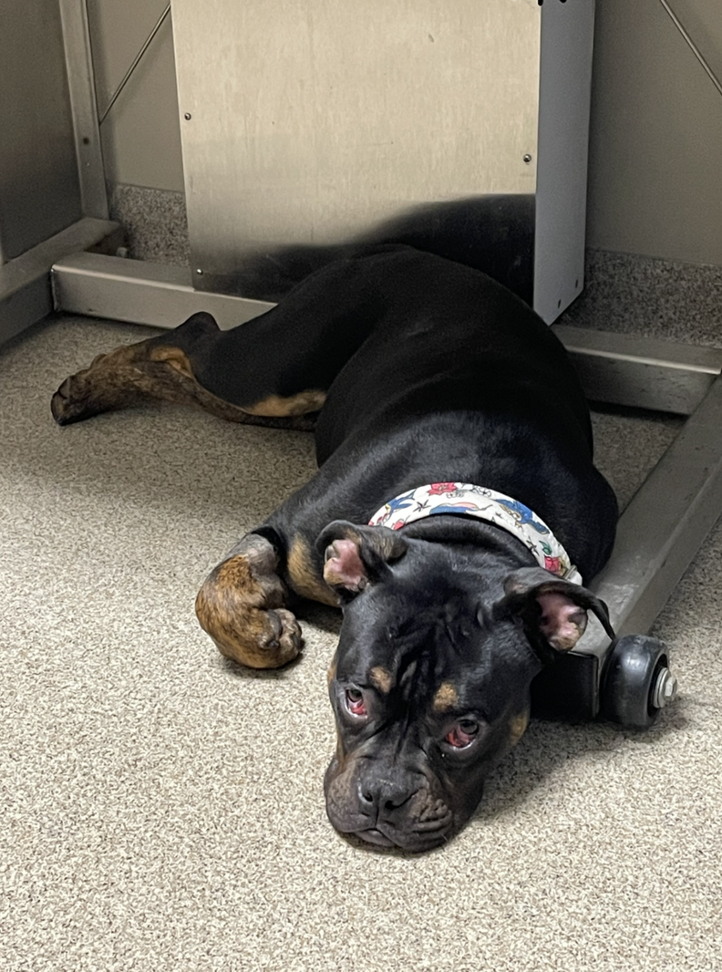 Dog lying on ground