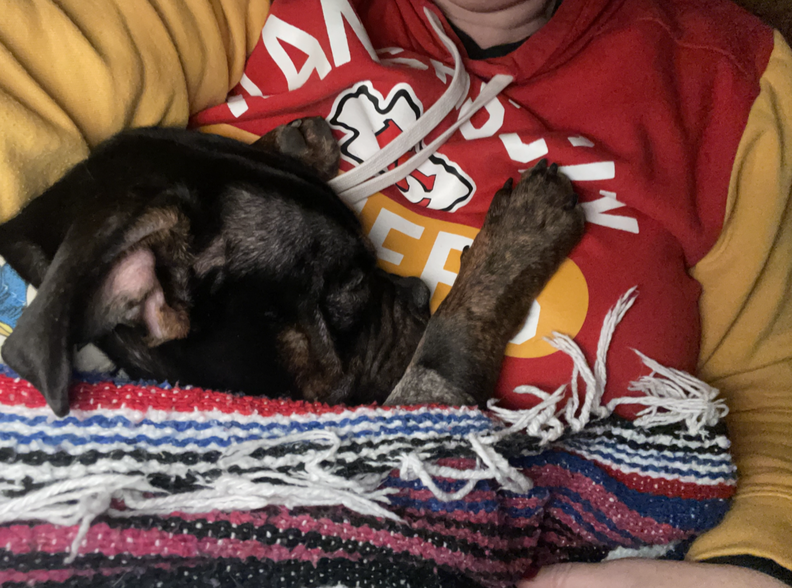 Dog cuddling up on chest