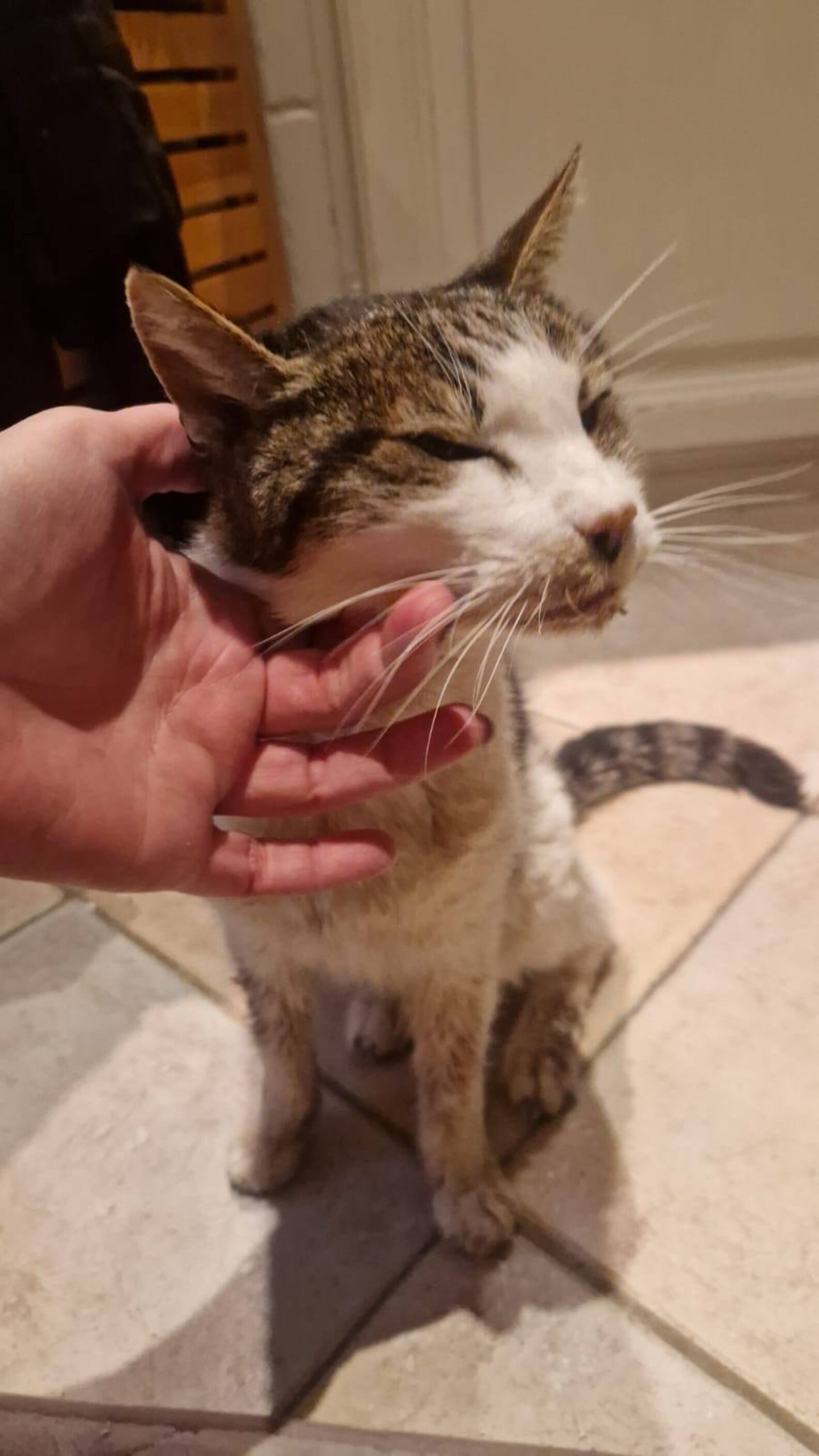 Lost Cat Found After 15 Years Reunites With His Dad For One Last(00)