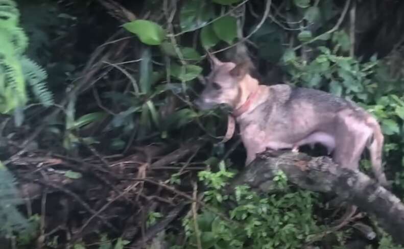 Dog in jungle