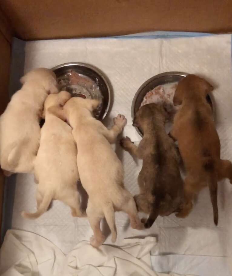 Puppies eating food out of bowls