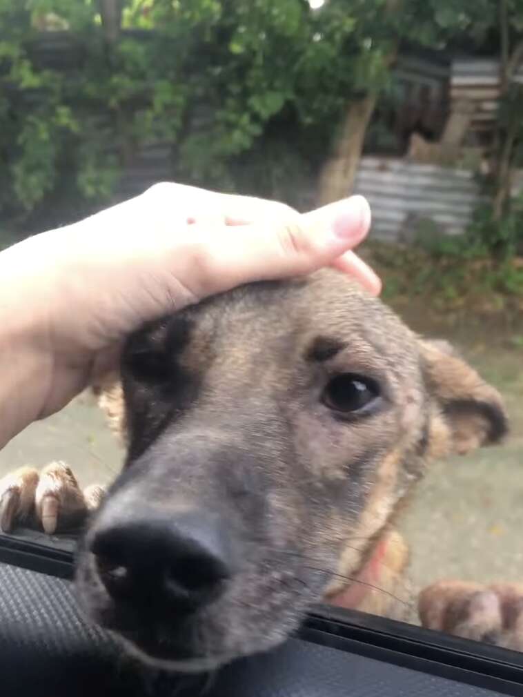 Dog sniffing through open car window