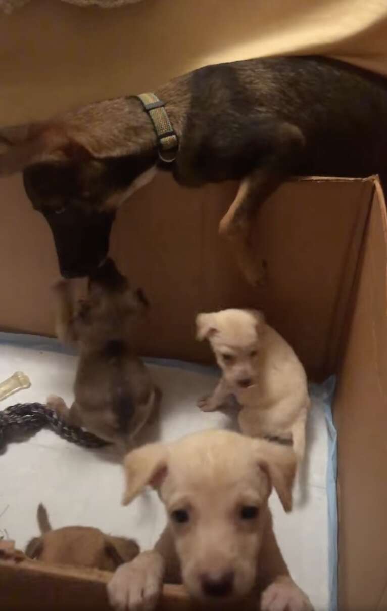 Mama dog with puppies
