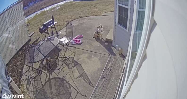 Dog whines at stranger's back door in the cold