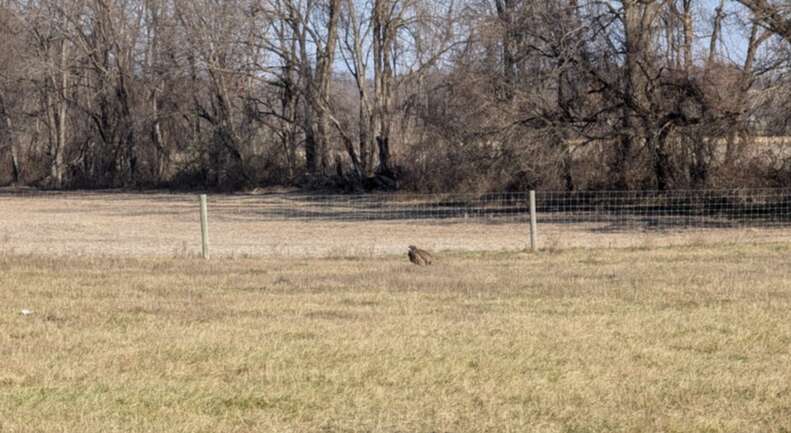 eagle in pasture