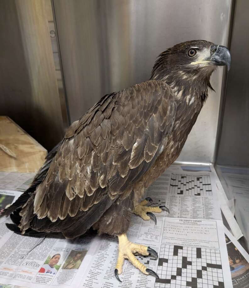 young bald eagle