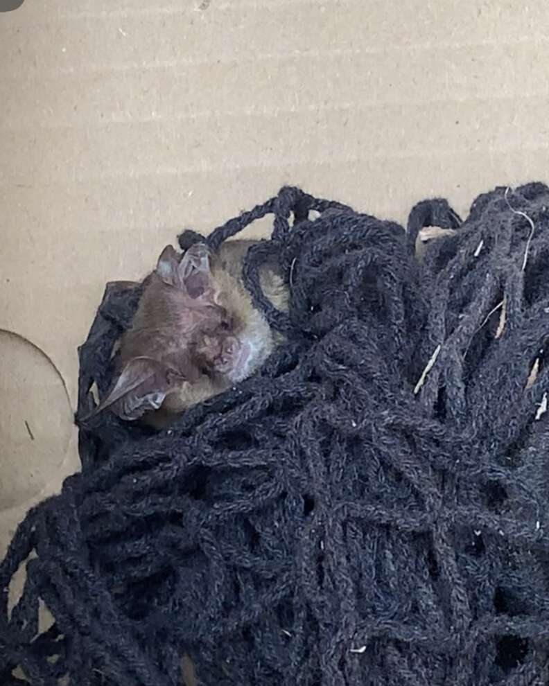 Bat entangled in netting