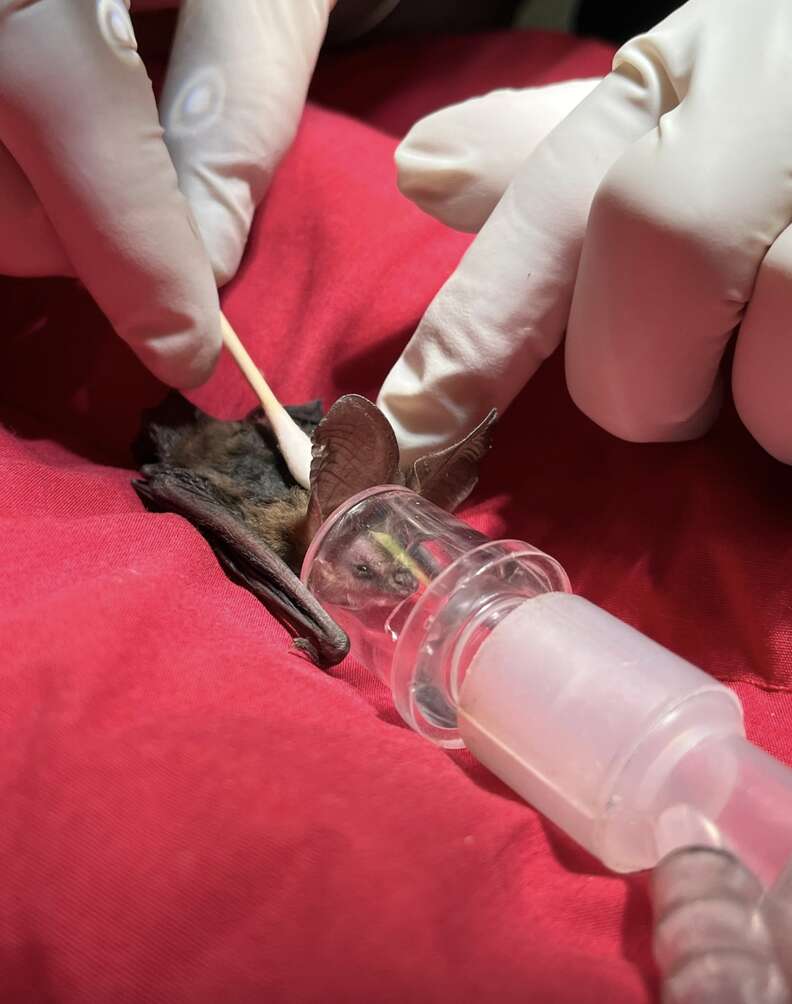 Bat in red blanket with q-tip