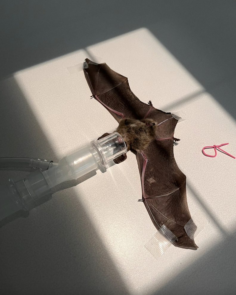 Bat with oxygen tube