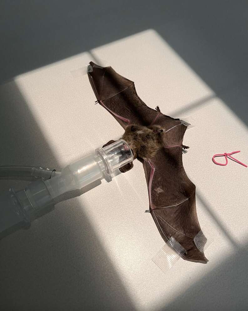 Bat with oxygen tube