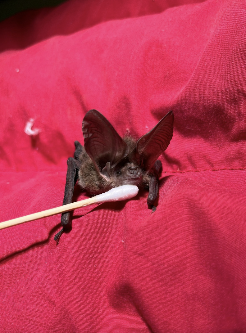 Bat in red blanket with q-tip
