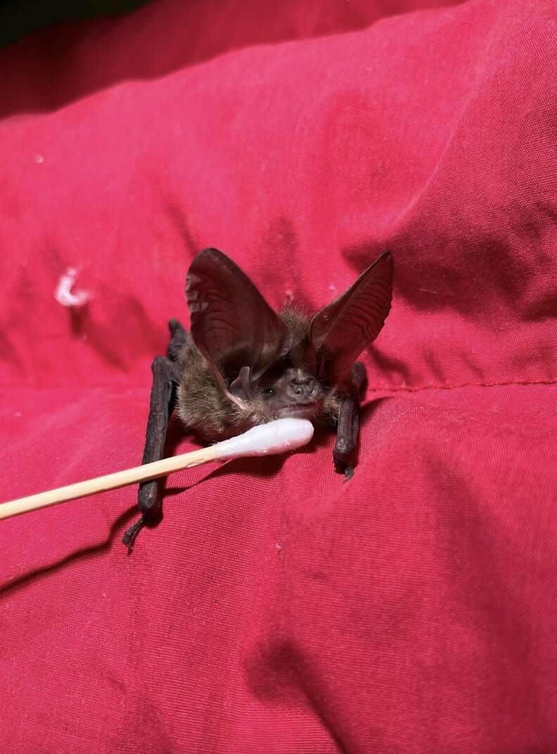 Bat in red blanket with q-tip