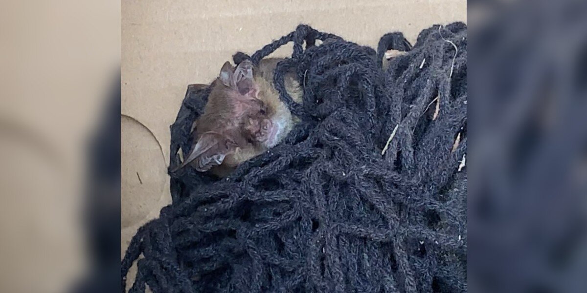 Homeowner Notices Fuzzy Head Popping Out Of Pile Of Netting In Their Yard