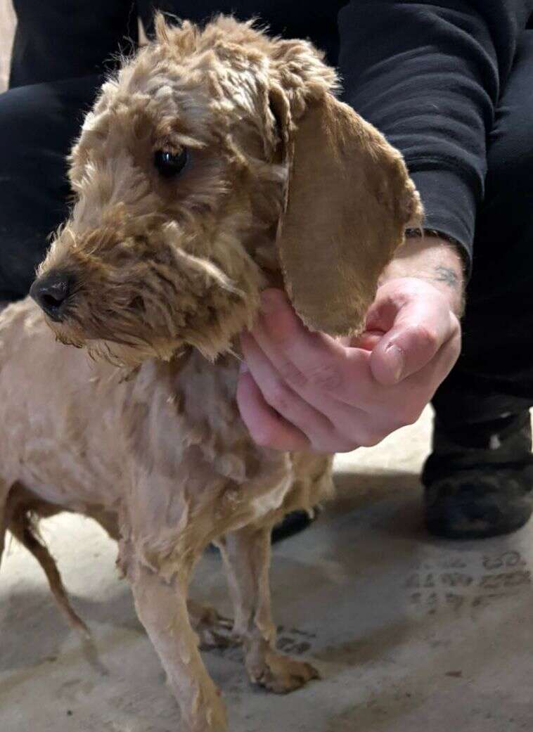 puppies
