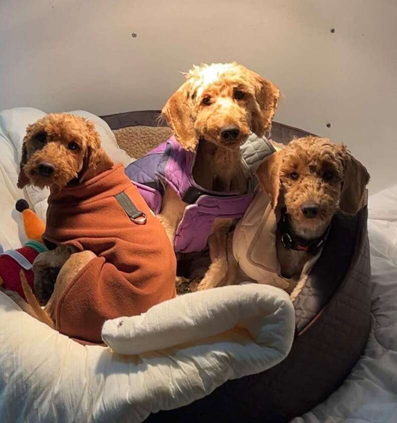 puppies