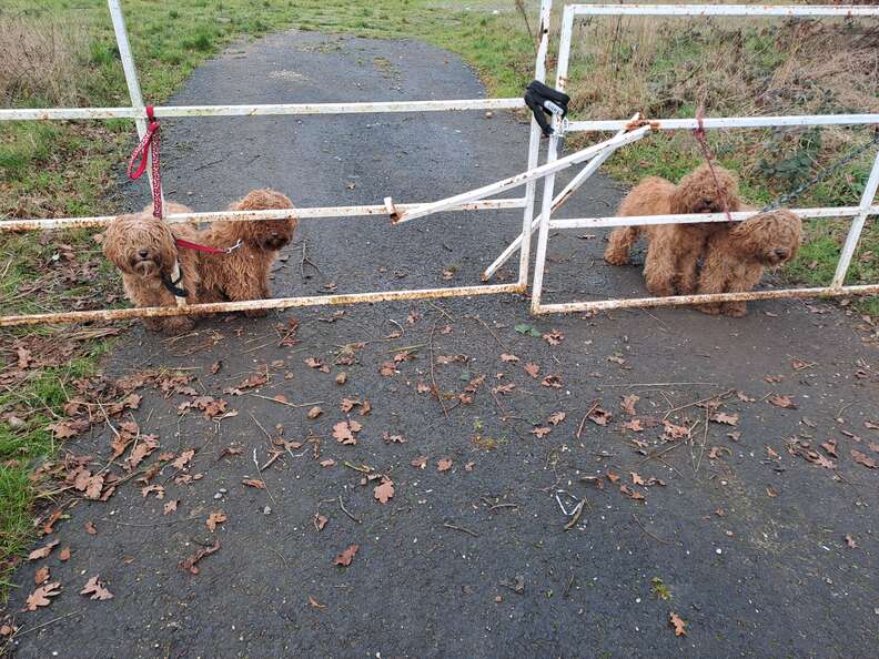 puppies