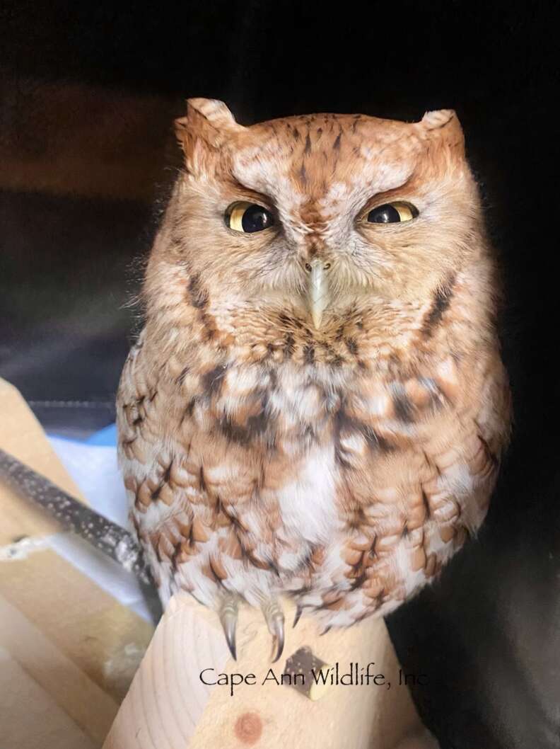 Owl sitting on someone's hand