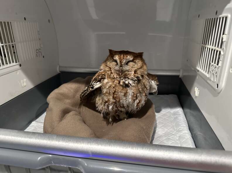 Owl in carrier
