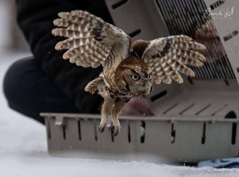 Owl flying out of carrier