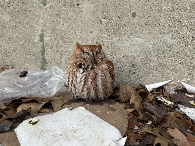 Owl sitting in pile of trash