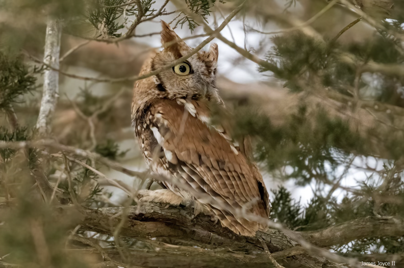 Owl in tree