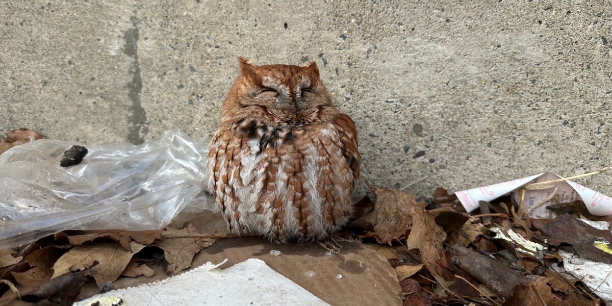 Owl 'On Death's Door' Waits Outside Post Office, Hoping Someone