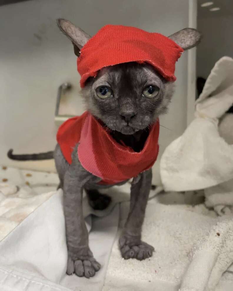 Hairless shelter kitten wears a sock