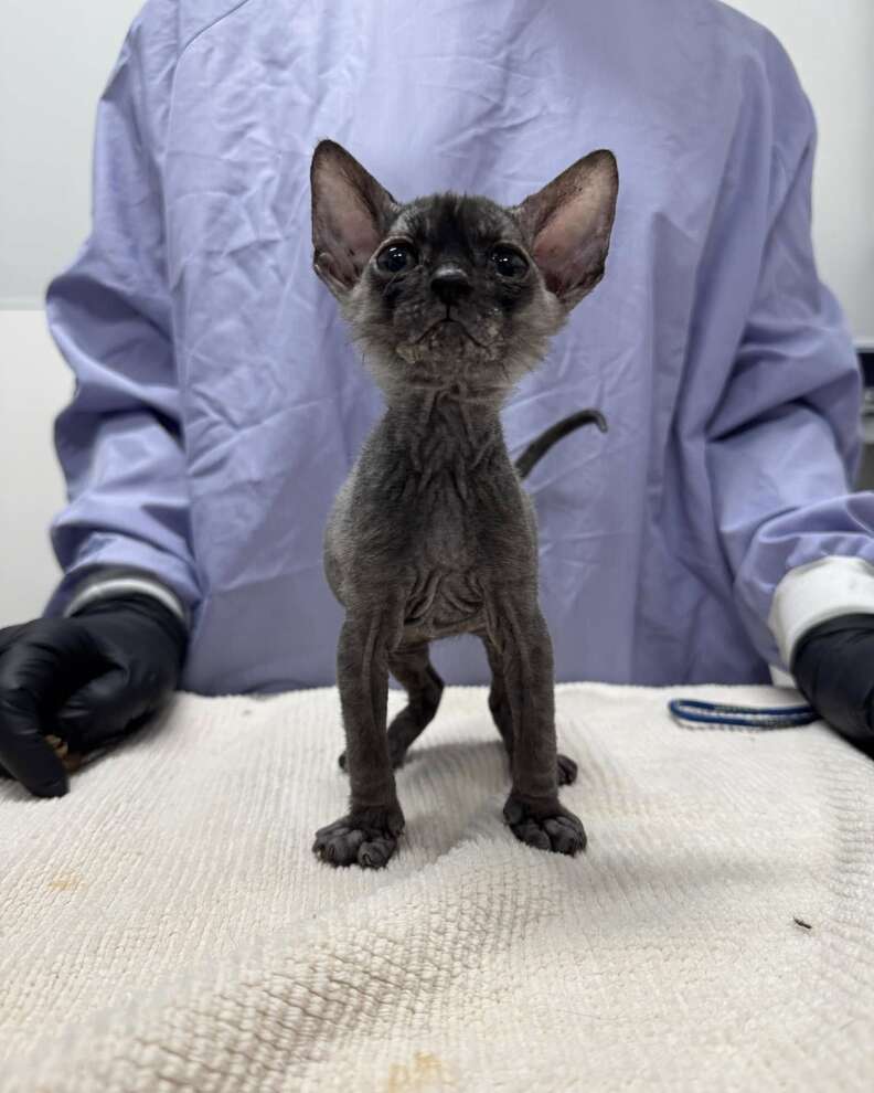 Craisin the hairless shelter kitten