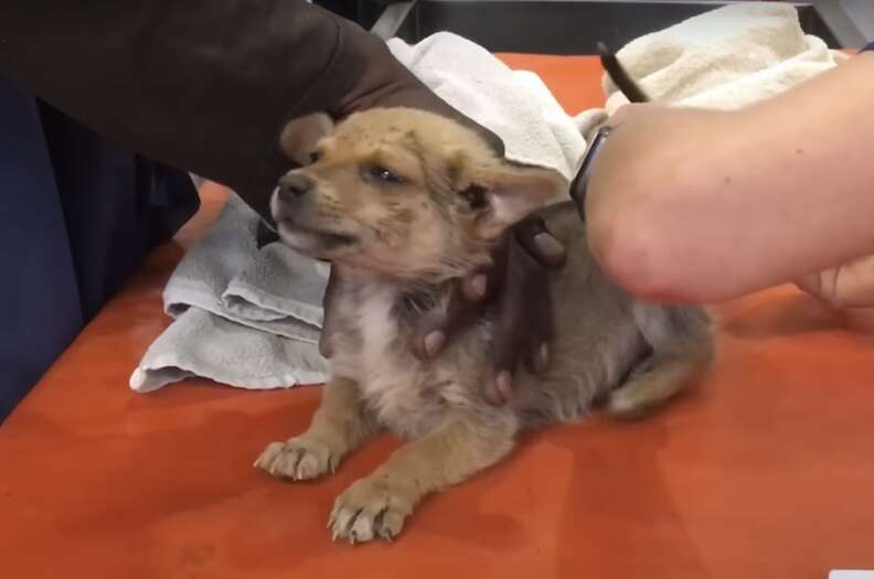 Perro siendo examinado en el veterinario