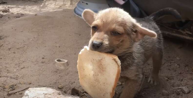 cachorro sosteniendo un trozo de pan viejo