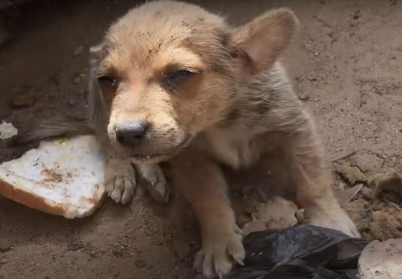 Cachorro junto a un trozo de pan