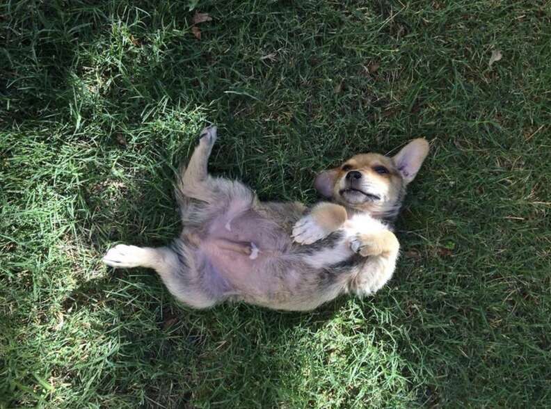 Cachorro tumbado en el césped
