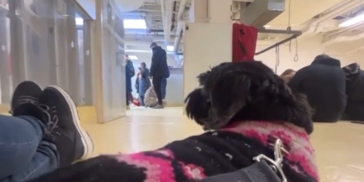Heartbroken Senior Dog Watches Everyone Walk Past Her At Adoption Event -  The Dodo