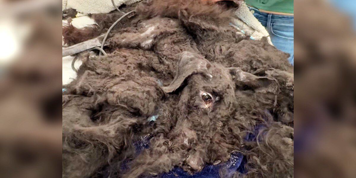 Rescuers Shave Pounds Of Fur Off Dog And Reveal Saddest Sight Underneath -  The Dodo