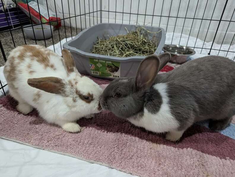 Bunnies in crate touching noses