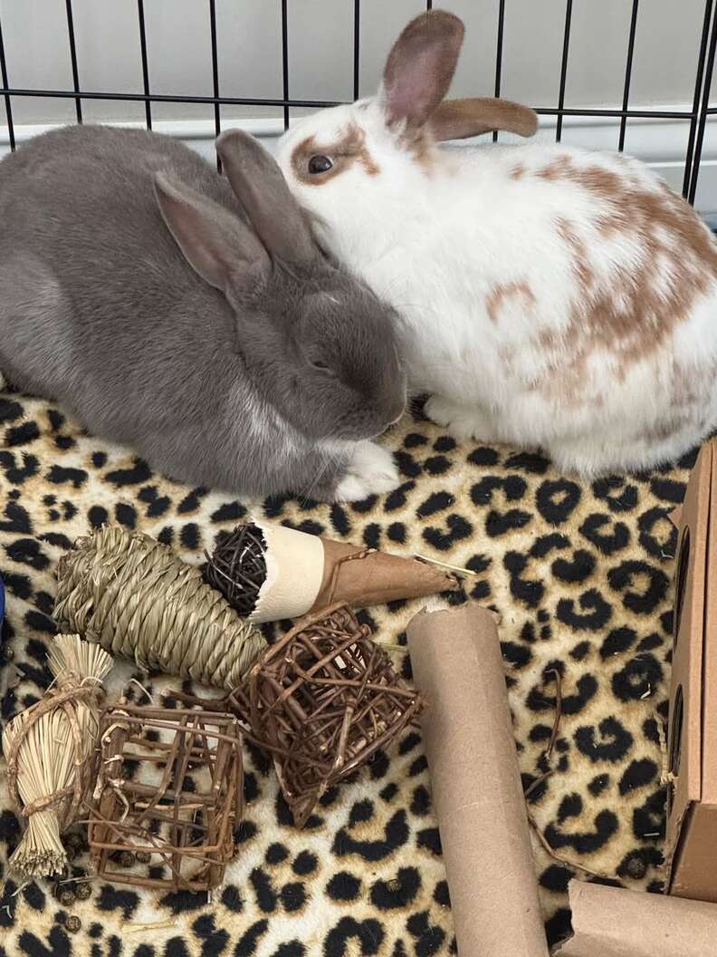 Bunnies in cage touching noses