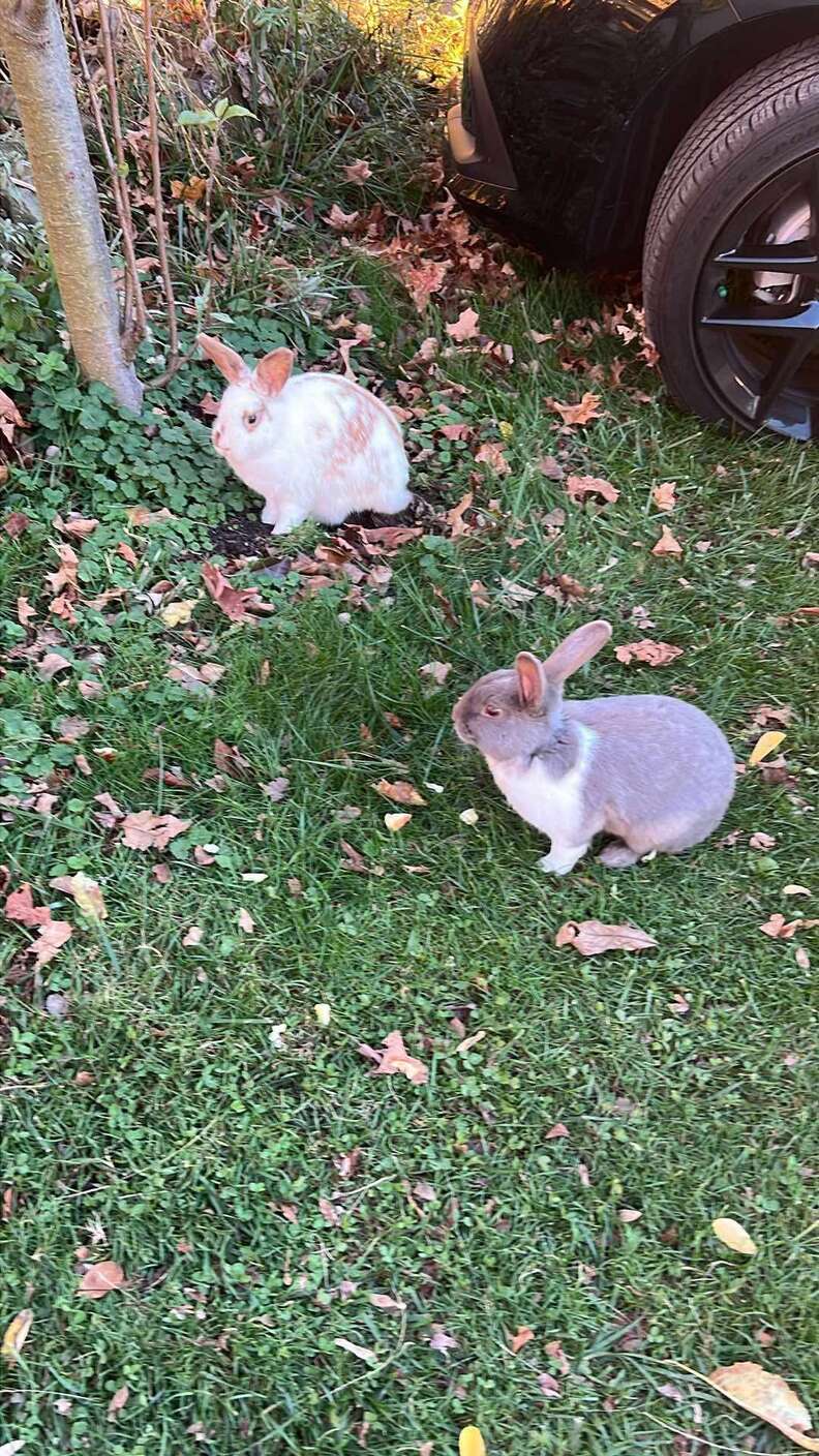 Bunnies on grass