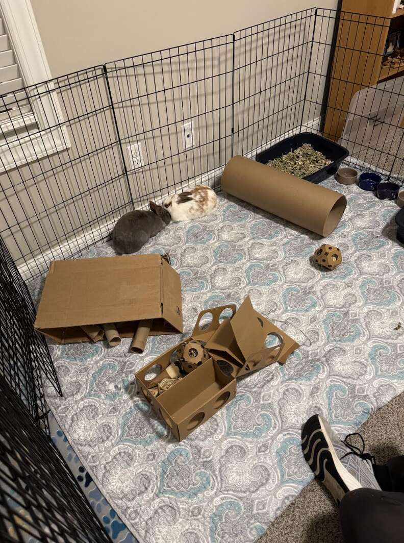 Bunnies in pen