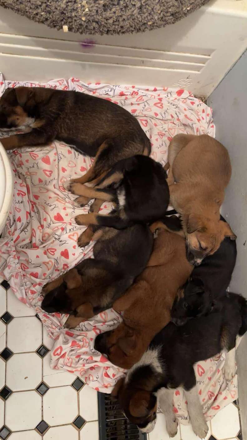 atv puppies