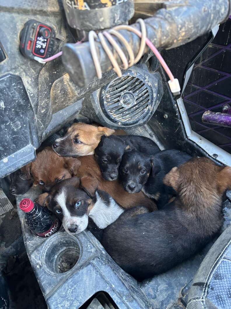 atv puppies