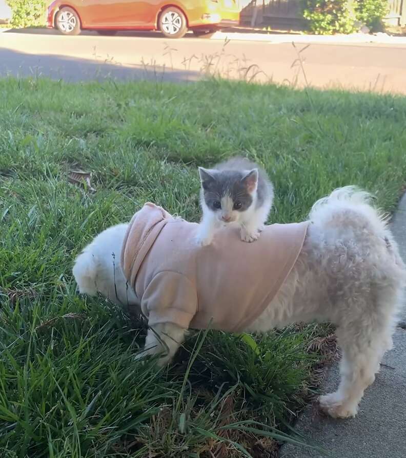 子猫と犬