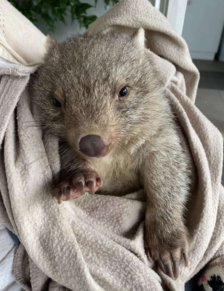 赤ちゃんワラビーの写真