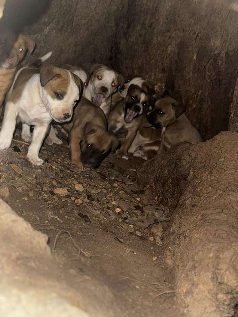 Puppies hide inside a hollow tree