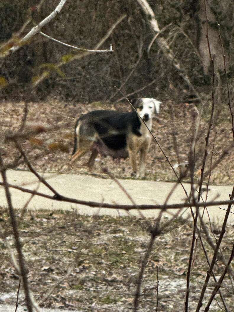 Mama dog looks for her puppies
